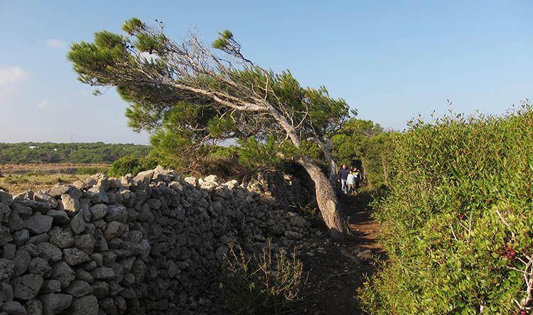menorca_cami_de_cavalls_cala_morell_llucjulia