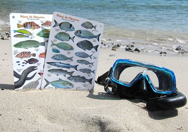 menorca_peixos_guia