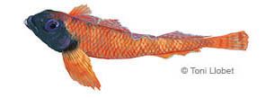 peixos_menorca_bavosa_morruda_toni_llobet