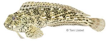 peixos_menorca_bavosa_toni_llobet