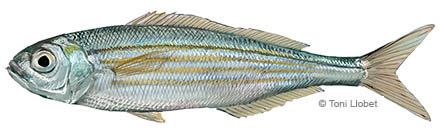 peixos_menorca_boga_toni_llobet