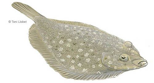 peixos_menorca_bothus_podas_toni_llobet