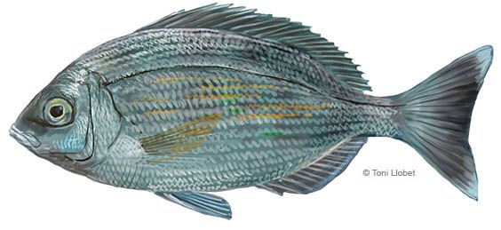 peixos_menorca_cantera_toni_llobet