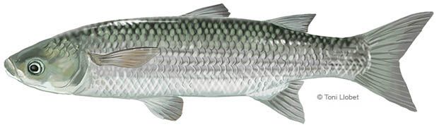 peixos_menorca_chelon_labrosus_toni_llobet