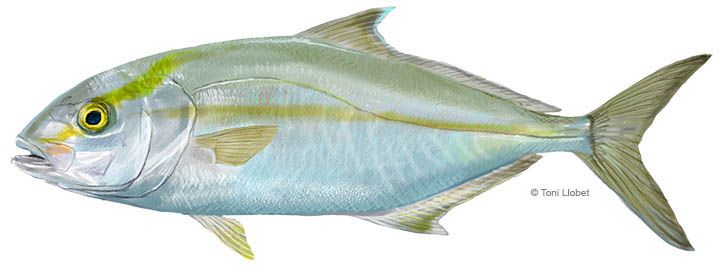 peixos_menorca_cirviola_toni_llobet