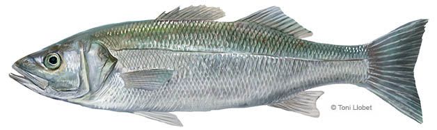 peixos_menorca_dicentrarchus_labrax_llobarro_toni_llobet