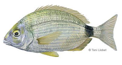 peixos_menorca_esparrall_toni_llobet