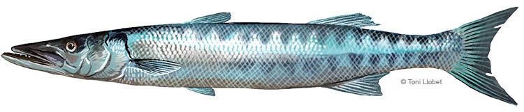 peixos_menorca_espet_toni_llobet