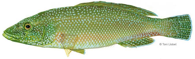 peixos_menorca_labrus_viridis_toni_llobet