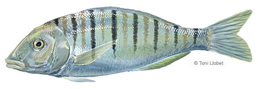 peixos_menorca_mabre_toni_llobet