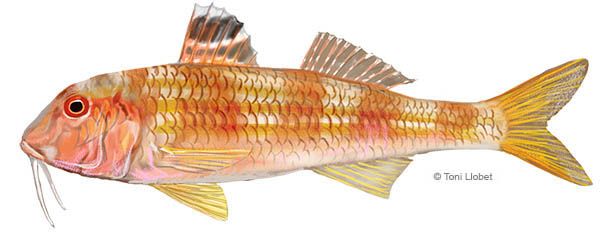 peixos_menorca_moll_toni_llobet