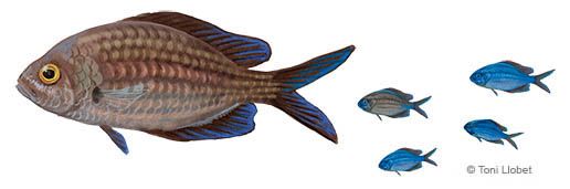 peixos_menorca_moret_toni_llobet