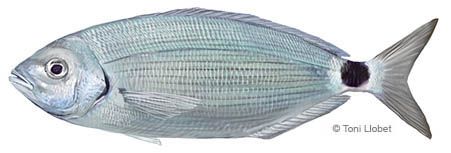 peixos_menorca_oblada_toni_llobet