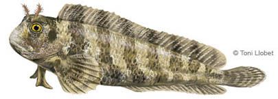 peixos_menorca_rabosa_toni_llobet