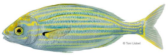 peixos_menorca_salpa_toni_llobet