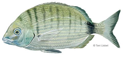 peixos_menorca_sarg_toni_llobet
