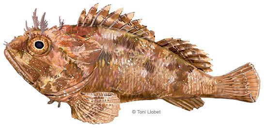 peixos_menorca_scorpaeno_porcus_toni_llobet