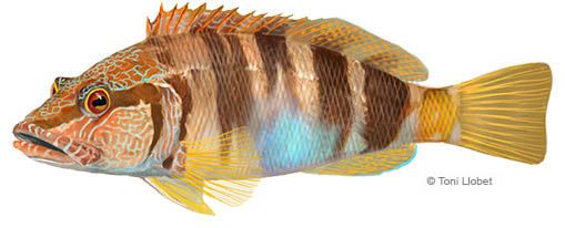 peixos_menorca_serranus_scriba_toni_llobet