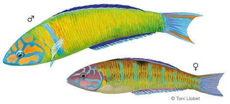 peixos_menorca_thalassoma_pavo_toni_llobet