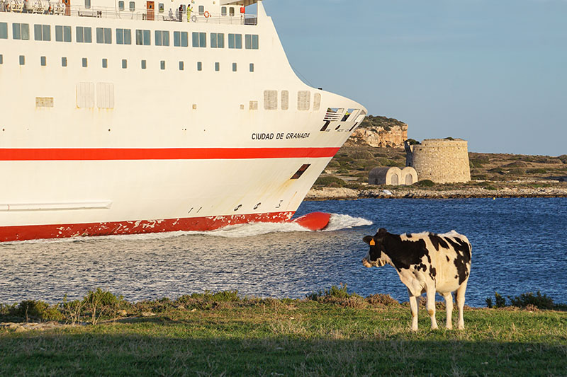 Bocana del port de Maó, amb un gran vaixell i una vaca en primer pla i amb la torre de Sant Felip al fons.